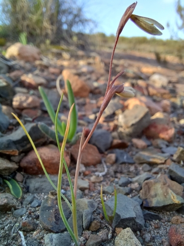 Image of Hesperantha radiata by (c) Danie Palm, some rights reserved (CC BY)