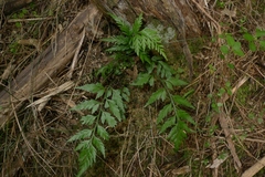 Asplenium appendiculatum appendiculatum