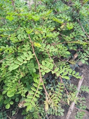 Indigofera heterantha