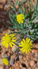 Othonninae