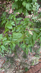 Phytolacca americana