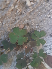 Oxalis corniculata