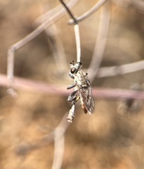 Cerotainiops