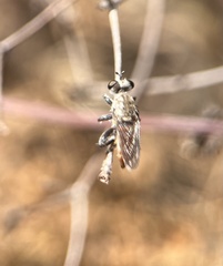 Cerotainiops