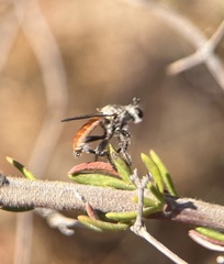 Cerotainiops