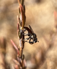 Cerotainiops