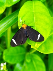 Hyalurga chthonophyle