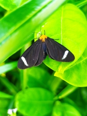Hyalurga chthonophyle