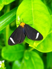 Hyalurga chthonophyle