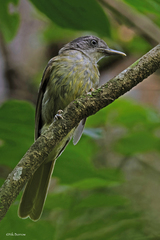 Phyllastrephus albigularis