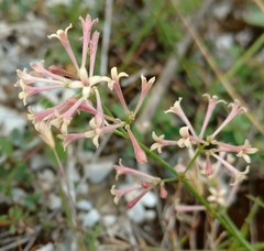 Asperula aristata