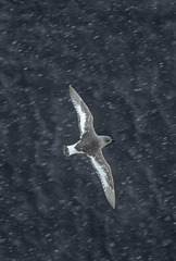 Thalassoica antarctica