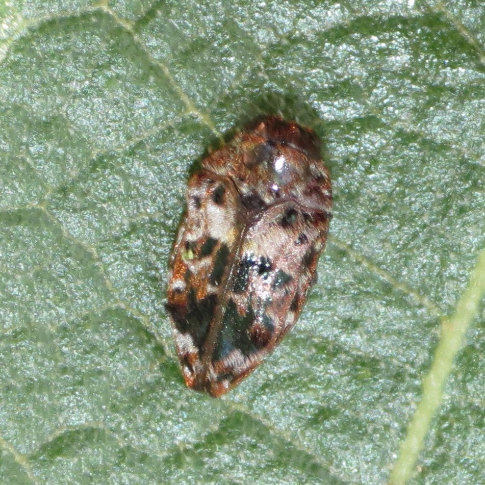 Brachys floccosus