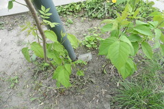 Acer negundo