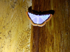 Lepidoptera