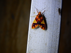 Lepidoptera