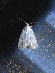 Catabena lineolata
