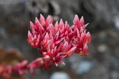 Sedum laxum