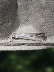 Catabena lineolata
