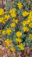Euryops dregeanus