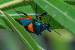 Euthyrhynchus floridanus