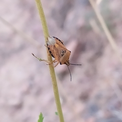 Carpocoris coreanus