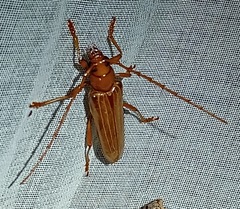 Atylostagma politum