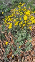 Euryops dregeanus