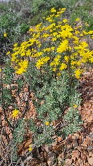 Euryops dregeanus