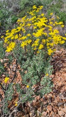 Euryops dregeanus