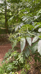 Sambucus javanica