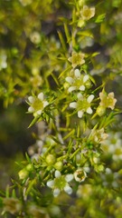 Diosma acmaeophylla