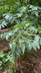 Sambucus javanica