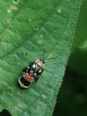 Alagoasa trifasciata