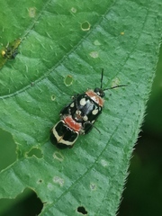 Alagoasa trifasciata