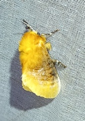 Megalopyge dyari