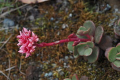 Sedum laxum