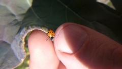 Hippodamia convergens
