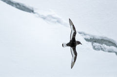 Thalassoica antarctica