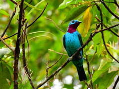 Cotinga cayana