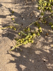 Asparagus prostratus