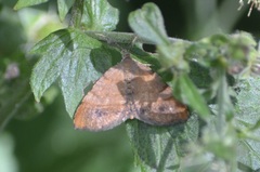 Mellilla xanthometata