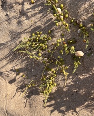 Asparagus prostratus