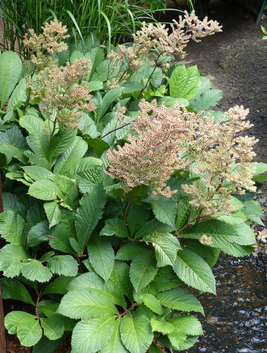 featherleaf rodgersia (Rodgersia pinnata)