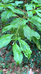Phytolacca americana