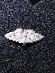 Scopula lautaria