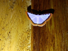 Lepidoptera