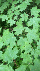 Acer saccharum