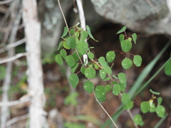 Euphorbia petiolaris