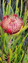 Protea canaliculata